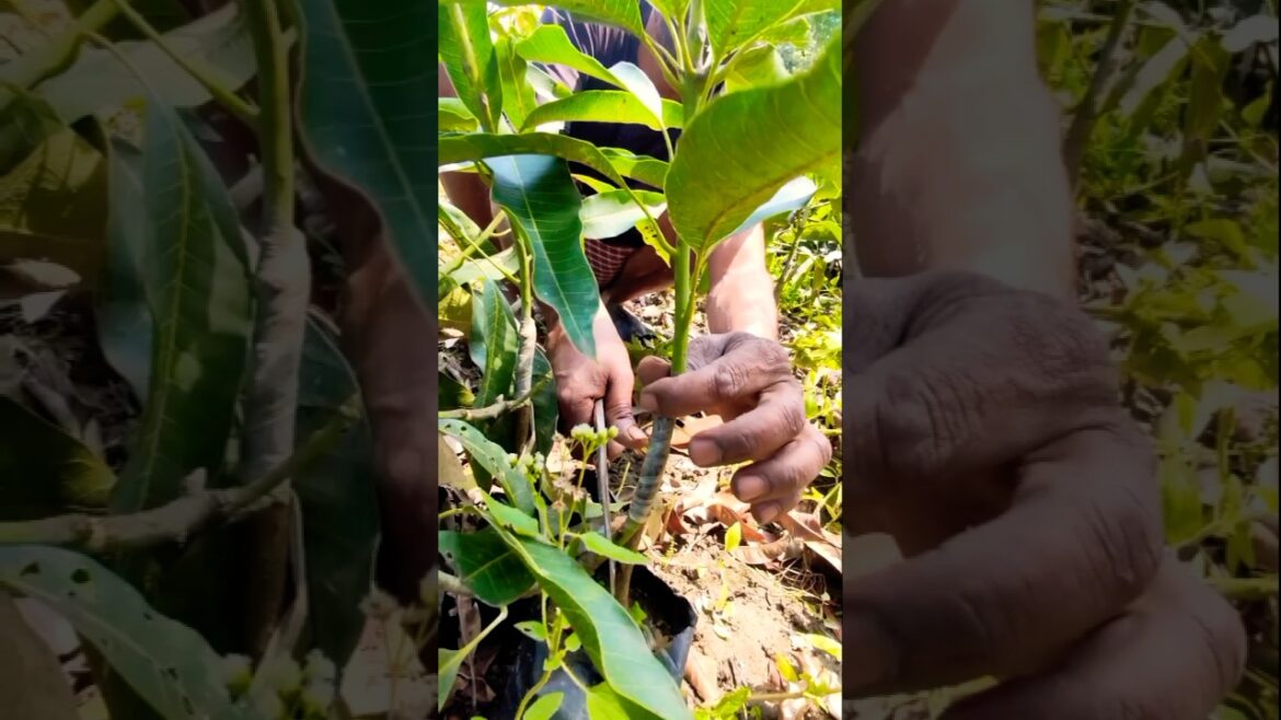 Mango Plant Ready to Separate in 45 Day's #shorts