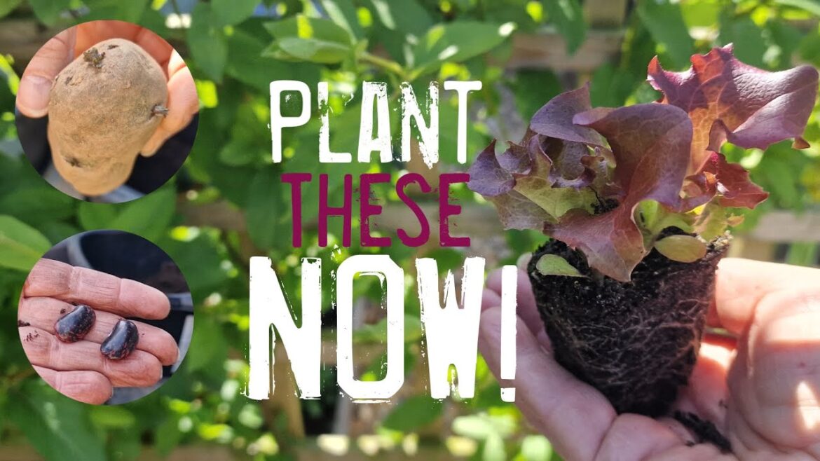 April Vegetable Gardening Guide: What to Plant Now