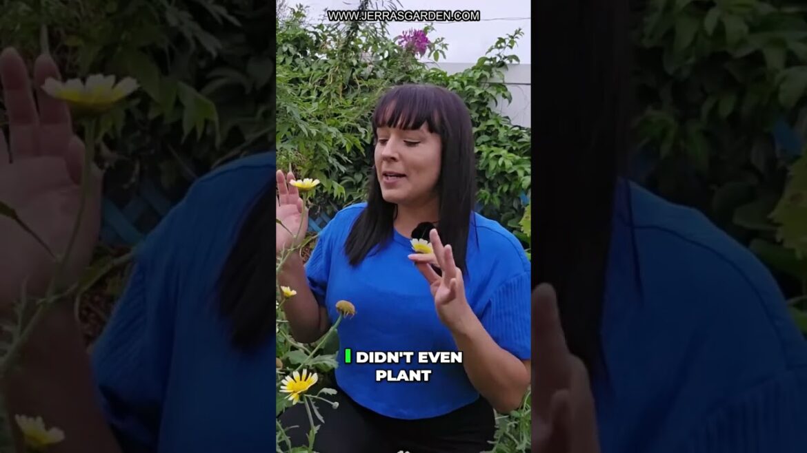 Explore the Edible Wonders of Chrysanthemum Flowers Explore the Edible Wonders of Chrysanthemum Flowers