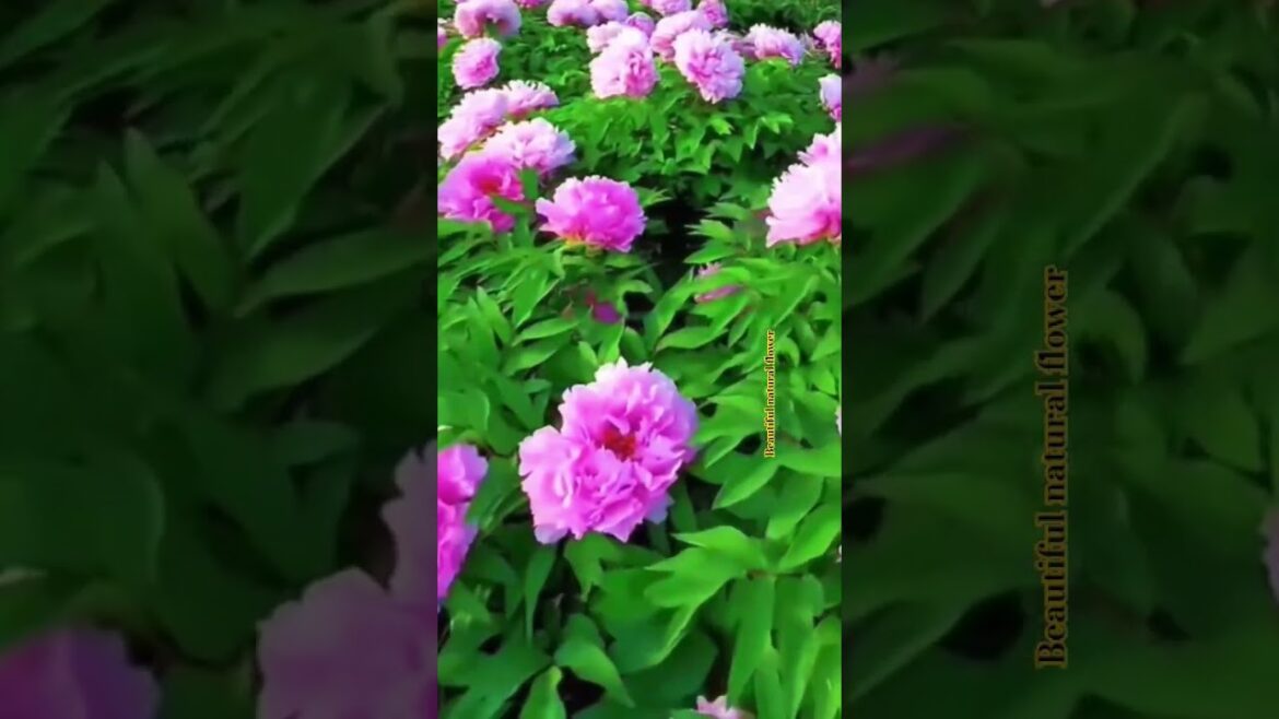 #naturalflowers #nature #rosecaring #flowers #flowergarden #beautifulflowers #gardendesign #rose