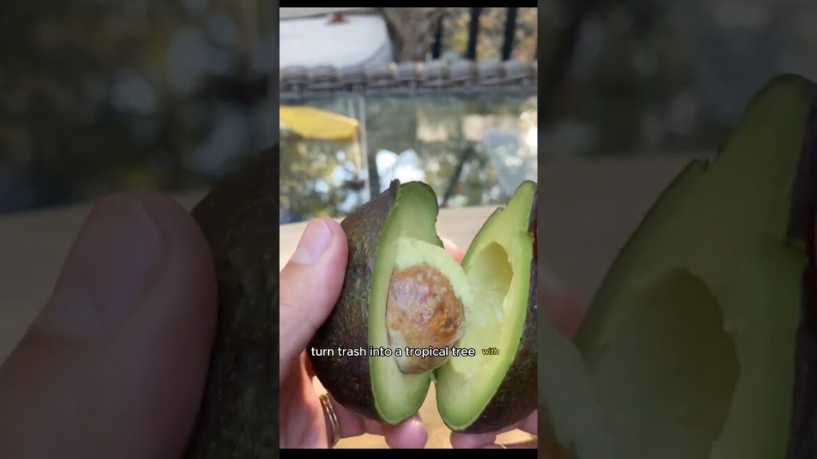 🥑Grow an AVOCADO TREE from a Pit! 🥑Grow an AVOCADO TREE from a Pit!