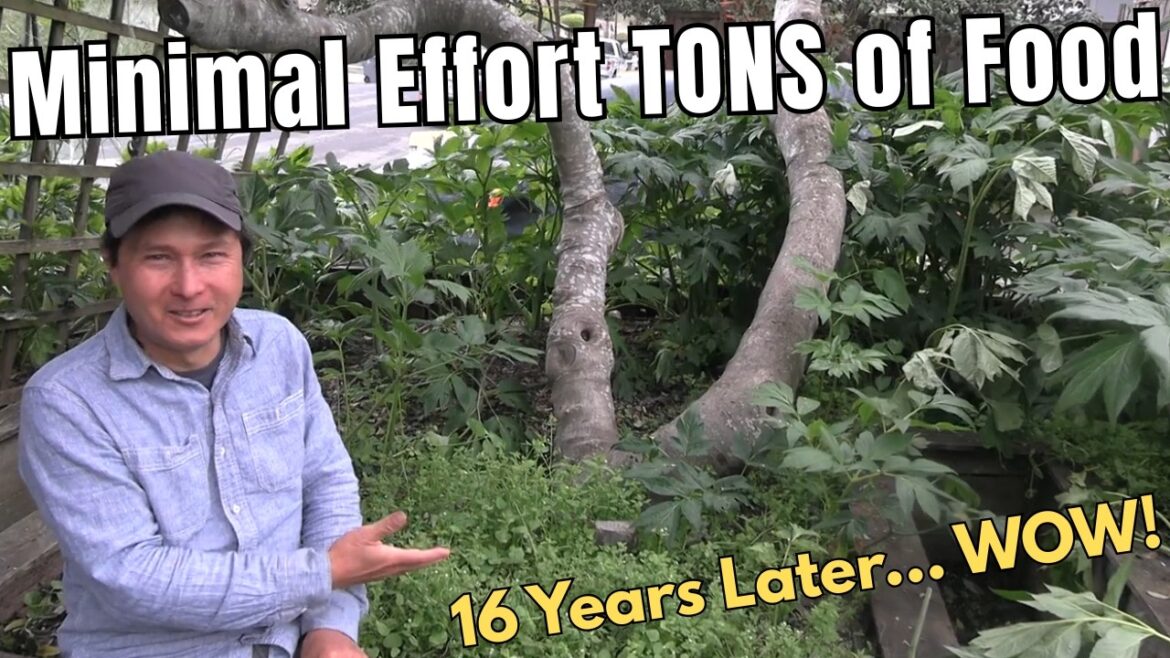After 16 Years, My Front Yard Turned Into a Self-Growing Food Forest After 16 Years, My Front Yard Turned Into a Self-Growing Food Forest