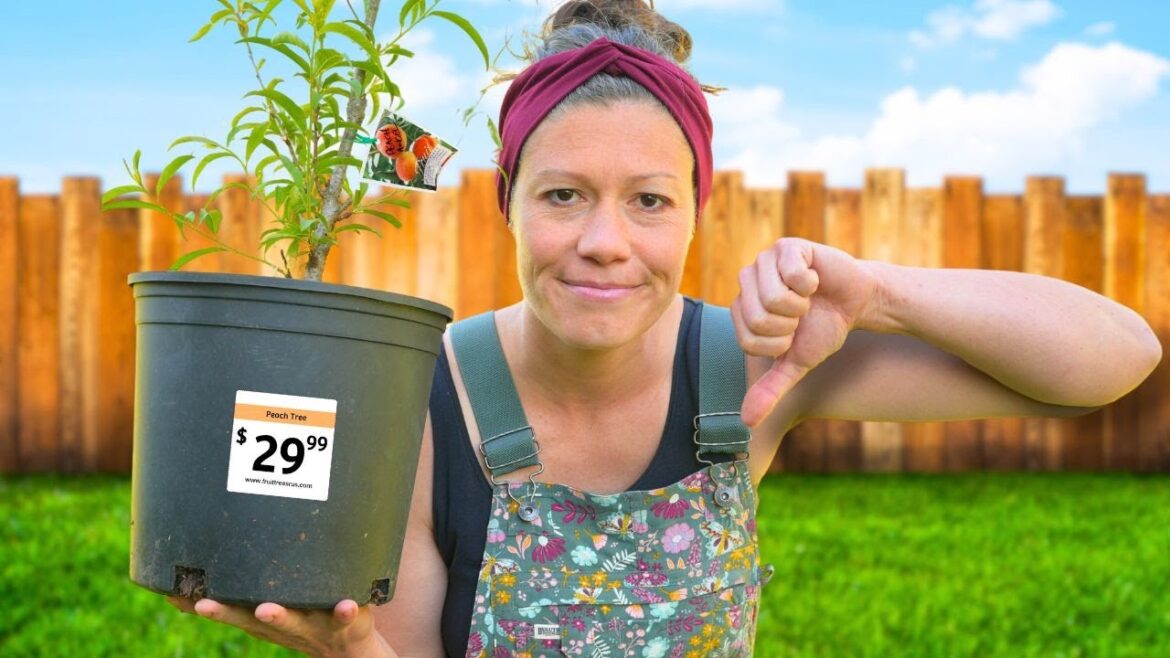 Potted Fruit Trees Are a Ripoff. Potted Fruit Trees Are a Ripoff.