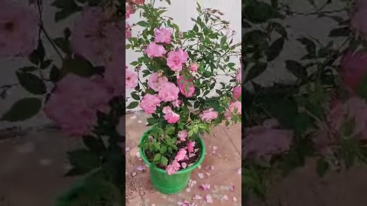 roseplant in summer#shorts#garden#rose#roseflower#summer#gardening#roseplant#roseflower#summershorts roseplant in summer#shorts#garden#rose#roseflower#summer#gardening#roseplant#roseflower#summershorts