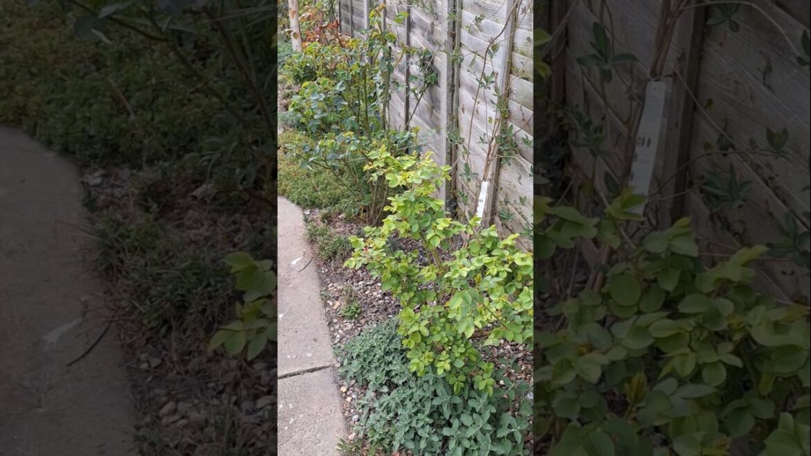 ROSE'S ROSE'S ROSE'S !!!#gardening #garden #rose