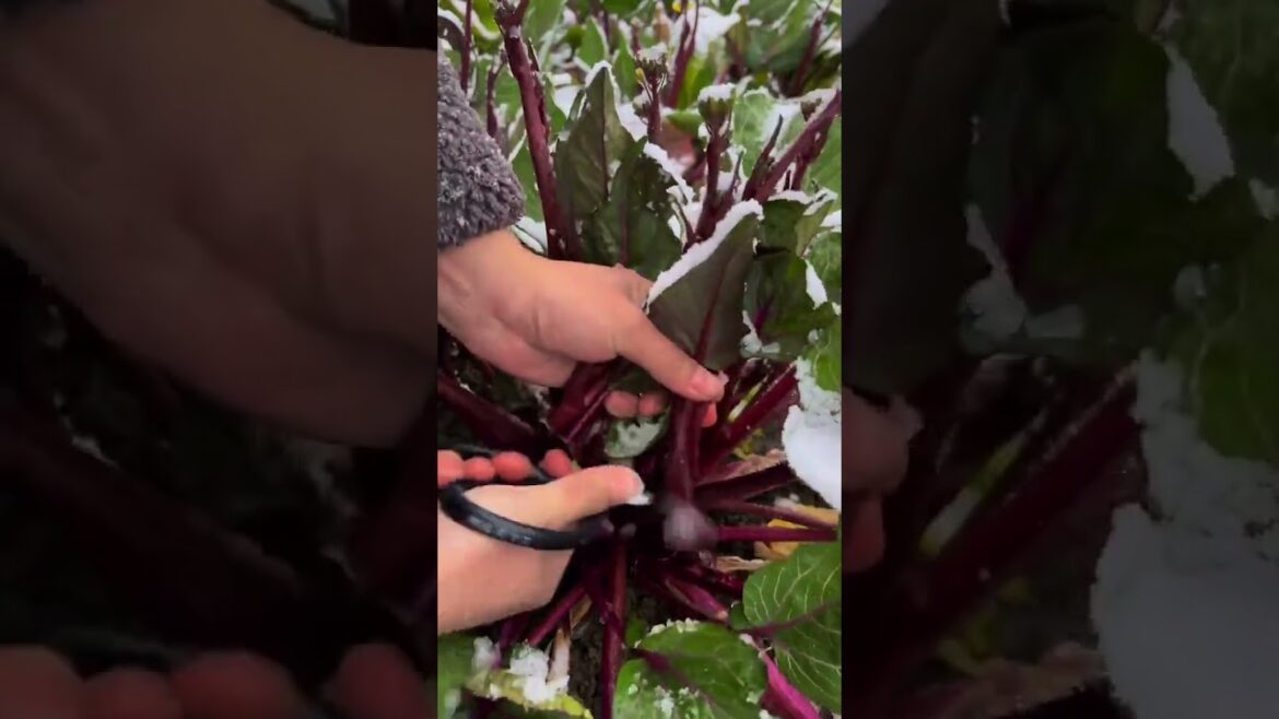 unlock the secret: Purple choy sum moss is edible!