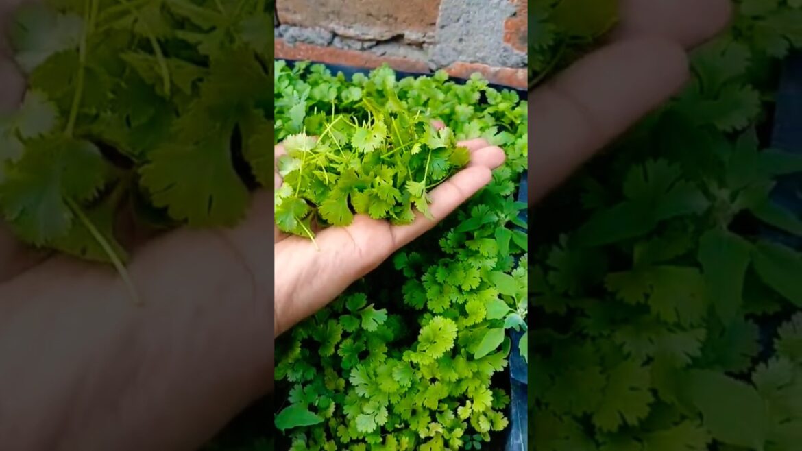 ਗਰਮੀ ਦੀਆ ਸਬਜ਼ੀਆ ਲੱਗ ਗਈਆ || #coriander #tomato #vegetables #shorts #ytshorts @OrganicGardening1918 ਗਰਮੀ ਦੀਆ ਸਬਜ਼ੀਆ ਲੱਗ ਗਈਆ || #coriander #tomato #vegetables #shorts #ytshorts @OrganicGardening1918