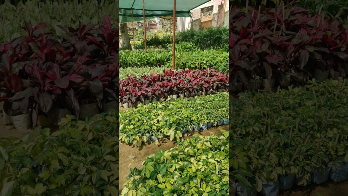 All types indoor plants available @Rgnursery 🪴 | Service all India 🇮🇳 | #nursery #plants #supply
