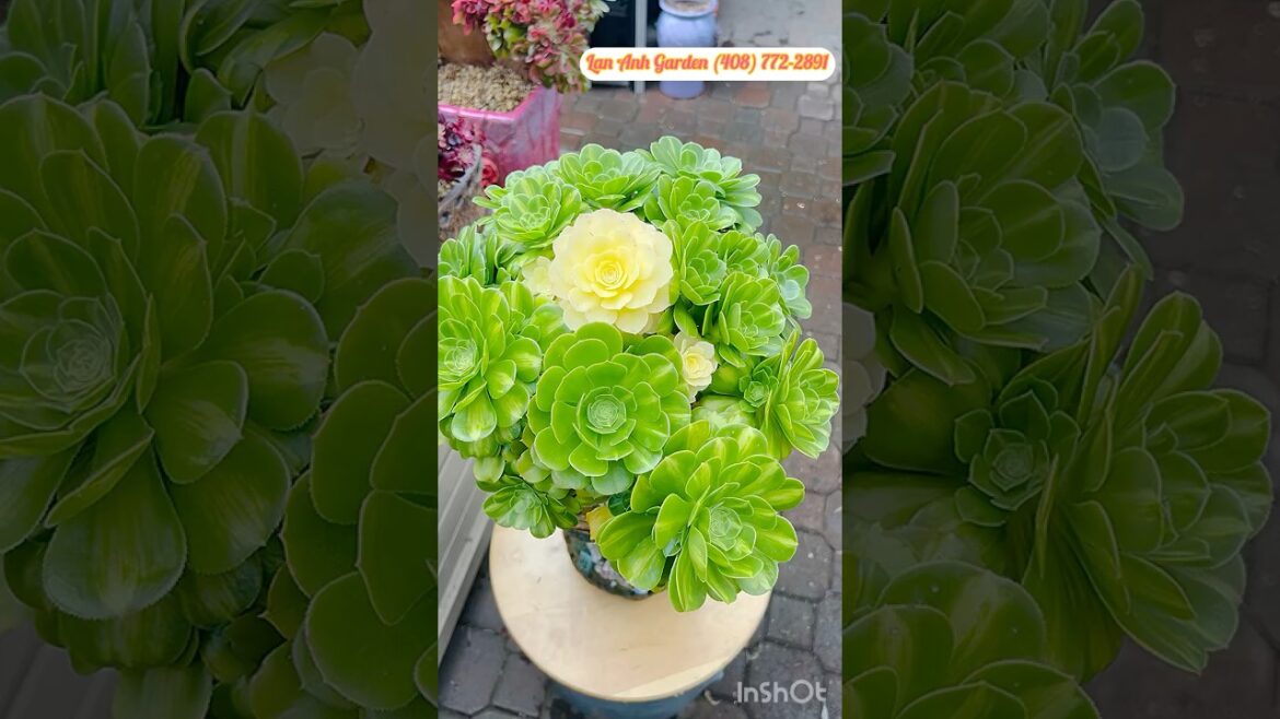 Aeonium Rose Dancer Variegated #aeonium #succulent #plants #garden #design #ideas