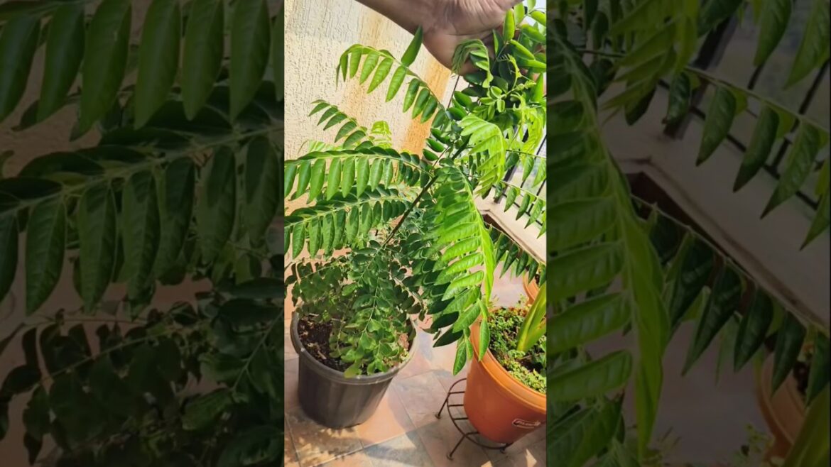 Curry Patta Plant Care Tips #shorts #ytshort #curryleavesplant #gardening #gardeningtips