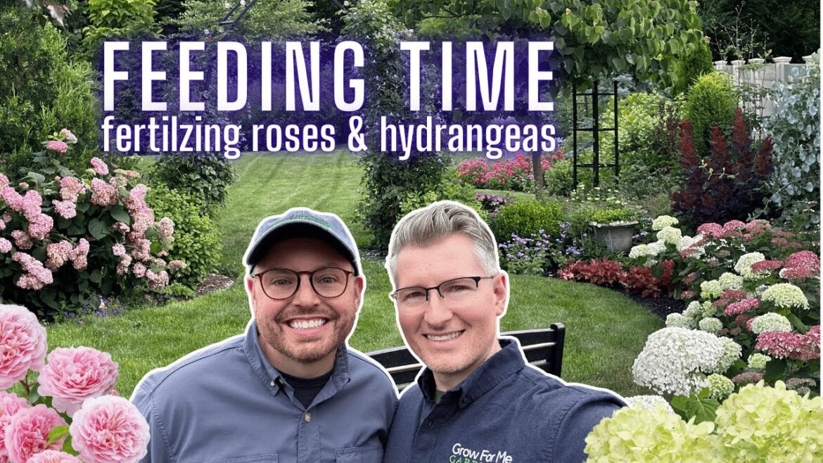 How We Fertilize Roses & Hydrangeas in Spring 🌸 Tips for Big Blooms + Healthy Growth How We Fertilize Roses & Hydrangeas in Spring 🌸 Tips for Big Blooms + Healthy Growth