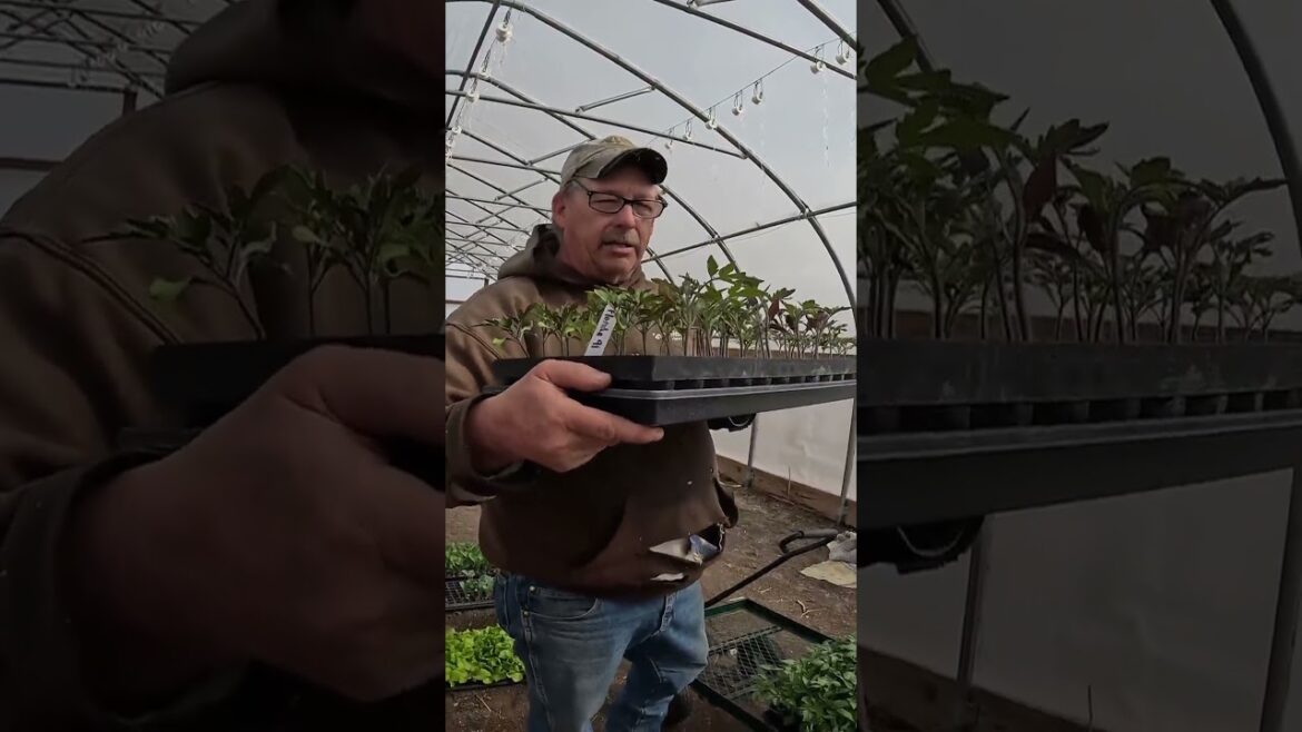 Purple Tomato Stalks #vegetablegardening#tomato #homestead #marketgardening #tomatoplantcare