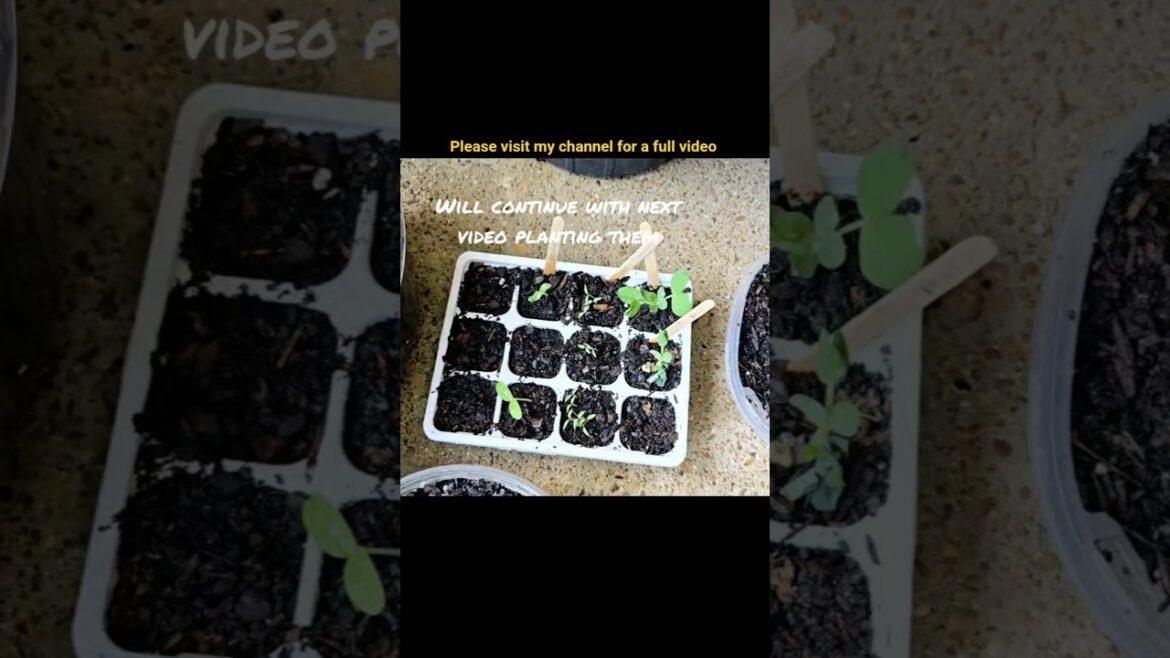 #garden #gardining #gardentips #flowers #spring #plants #vegetables #tips #trending #shorts #reels