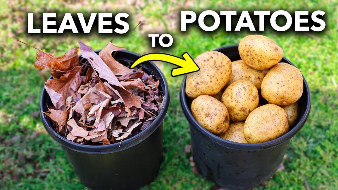 James Prigioni: What Happens When You Grow Potatoes In ONLY LEAVES? What Happens When You Grow Potatoes In ONLY LEAVES?