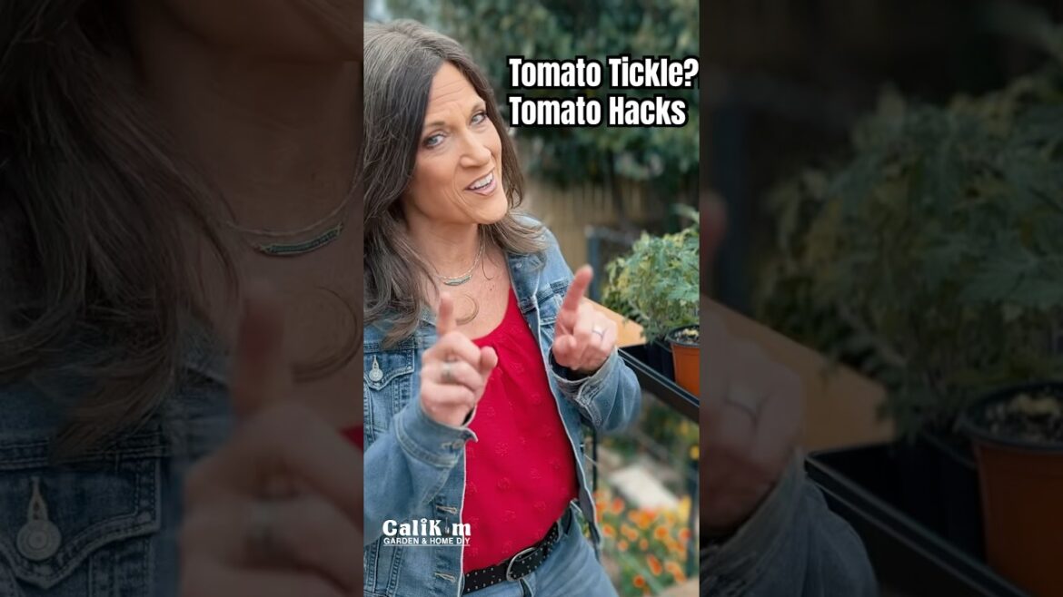 Tomato Tickle????   Tomato Hacks