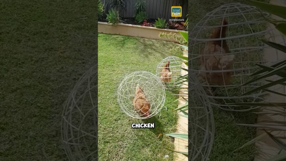 Why raise chickens in tunnels? #chicken #chinesefarms #shorts