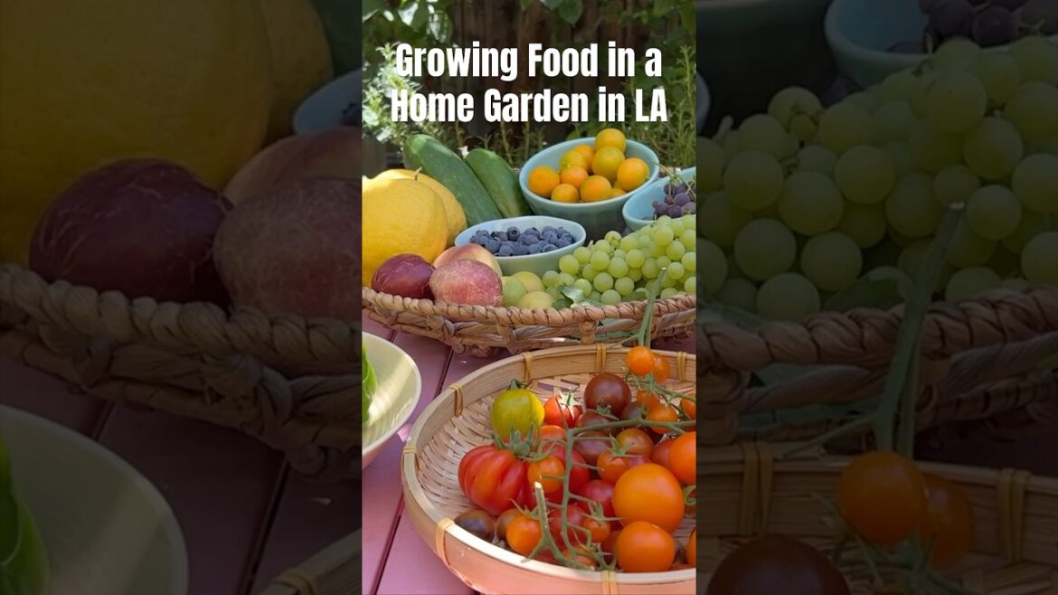 Gardening in Los Angeles, California #shorts #gardening #losangeles #losangelesliving #lifeinla Gardening in Los Angeles, California #shorts #gardening #losangeles #losangelesliving #lifeinla