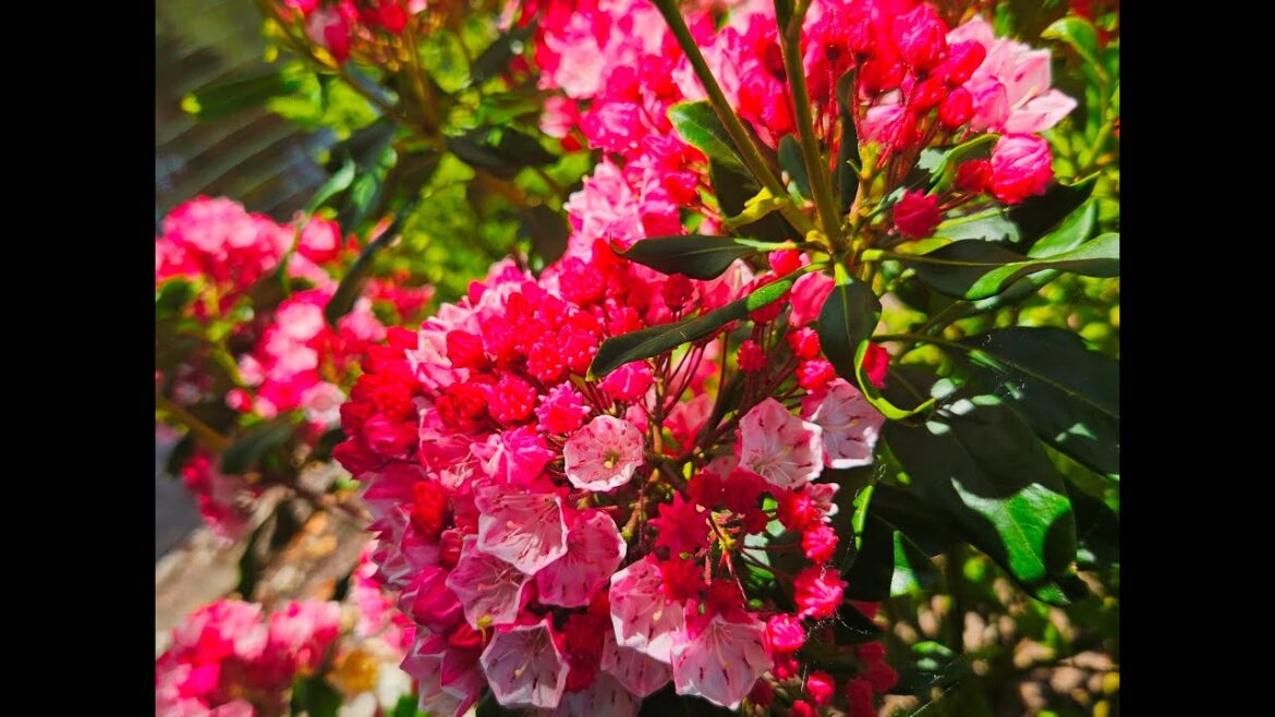 why I hate gardening - Amazing maples - 1 April 25