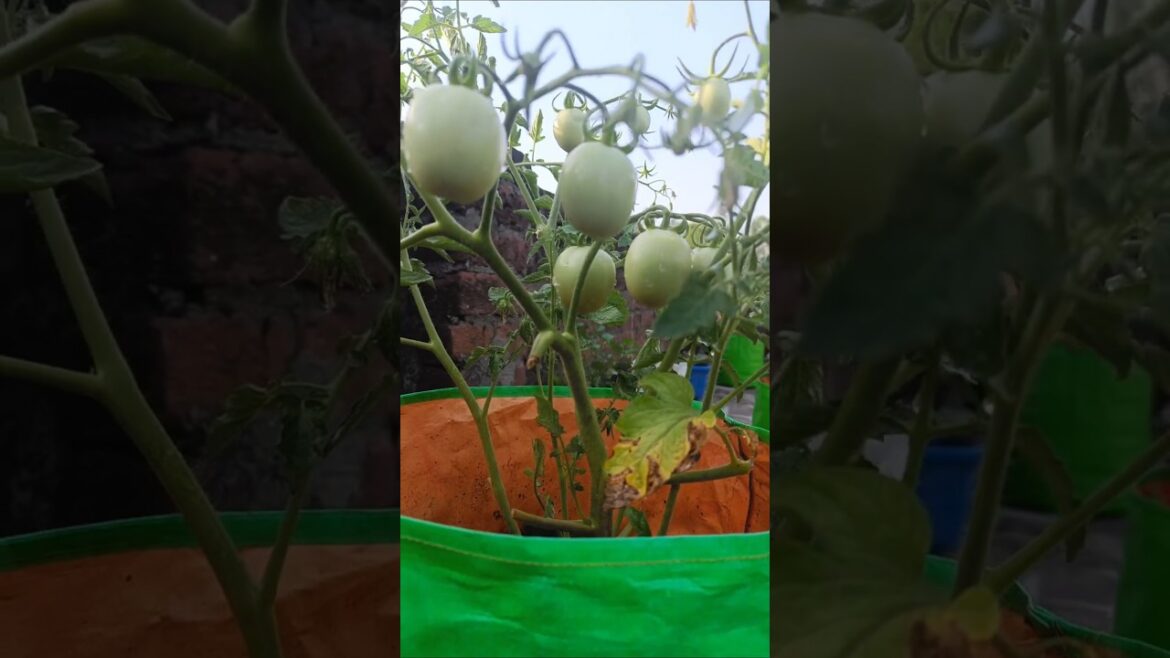 #Our Terrace Garden Grown Tomato #shorts #short #shortsfeed #viralvideo #trending #gardening #garden