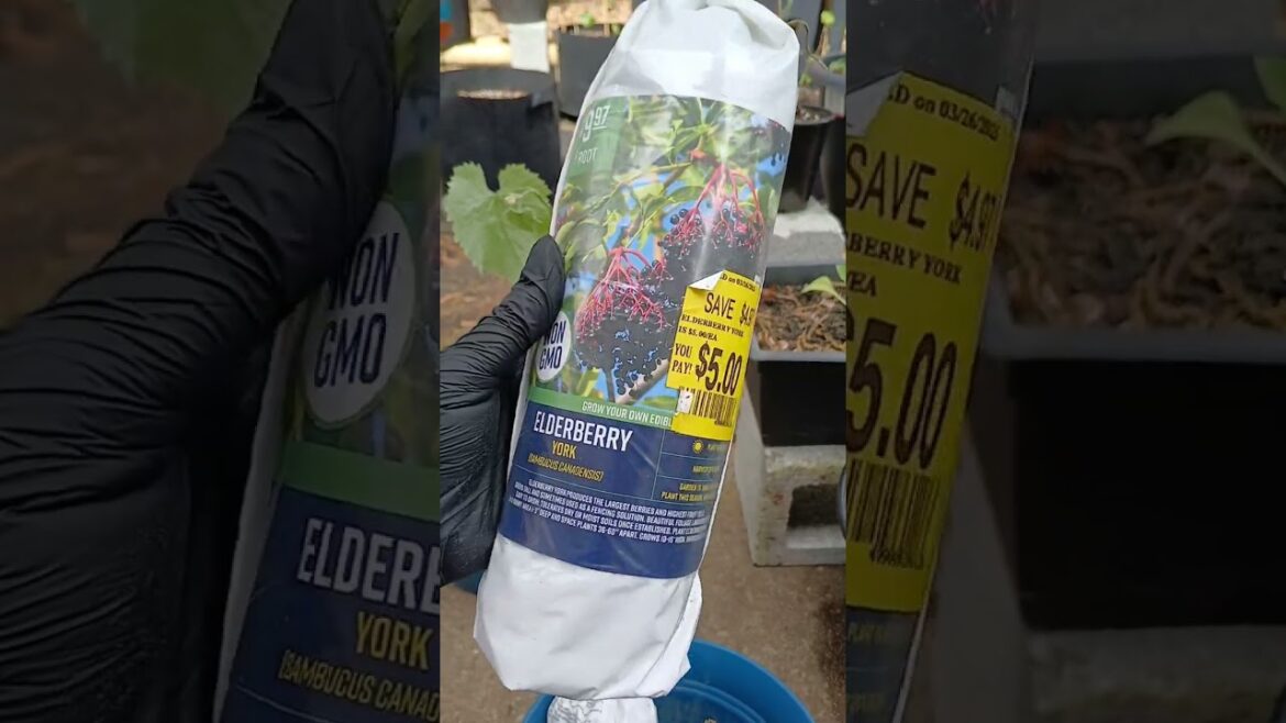 New Garden Additions | Container Gardening 🌱