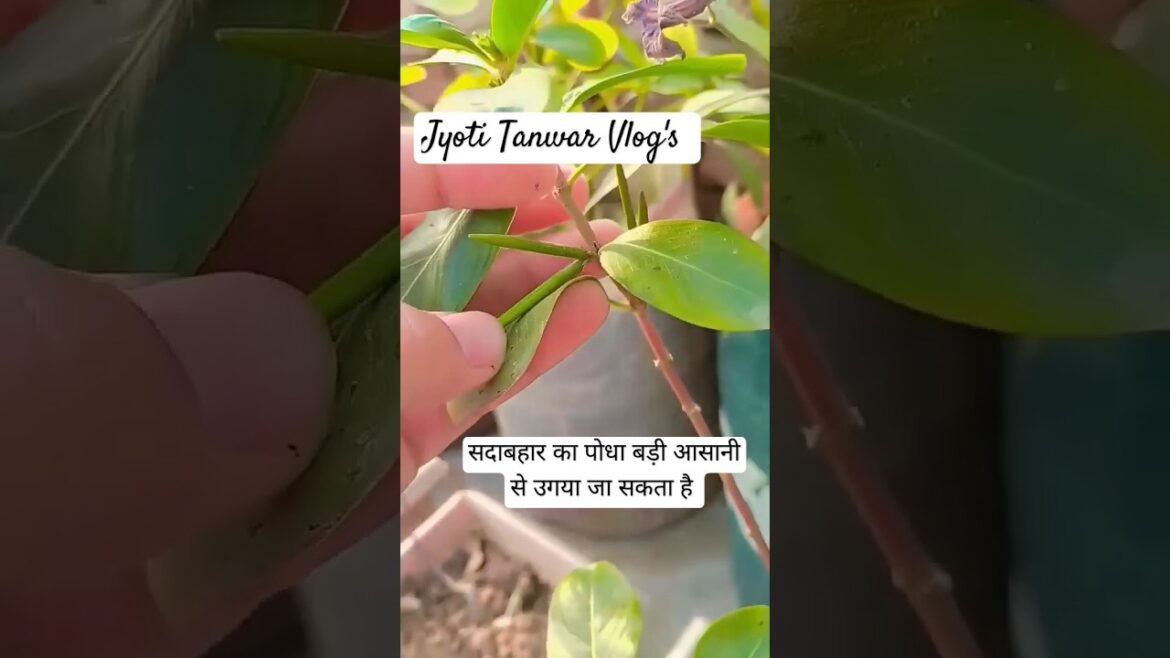 सदाबहार पौधा 🌺#sadabaharflower #garden #facts #plants #nature #love #gardening #ytshorts
