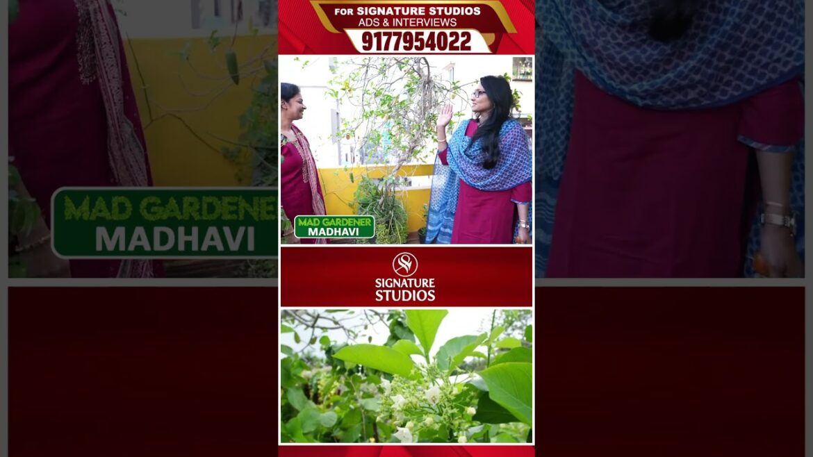 @MADGARDENER Mad Gardener Madhavi Special Interview | Signature Studios @MADGARDENER Mad Gardener Madhavi Special Interview | Signature Studios