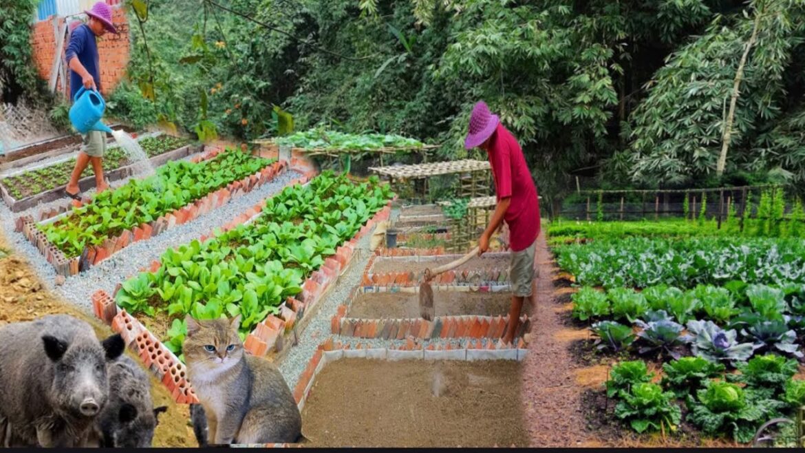 Days 21 to days 24 back to the yard Garden design in countryside and life farm