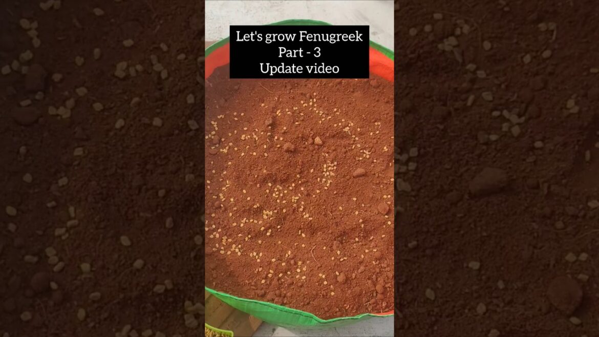 Growing Fenugreek #terracegardening #terracegarden #gardening #gardeningtips #gardenlover #fenugreek