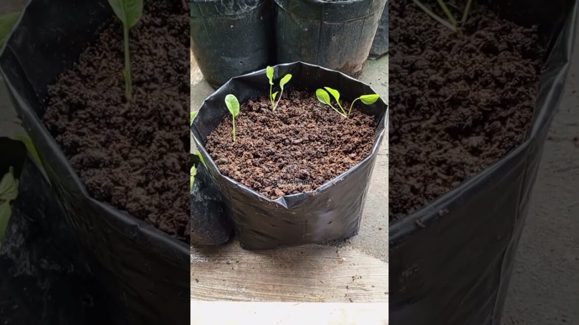 How to grow more mustard greens at home #garden #farmer #mustardgreens #vegetables #plants How to grow more mustard greens at home #garden #farmer #mustardgreens #vegetables #plants