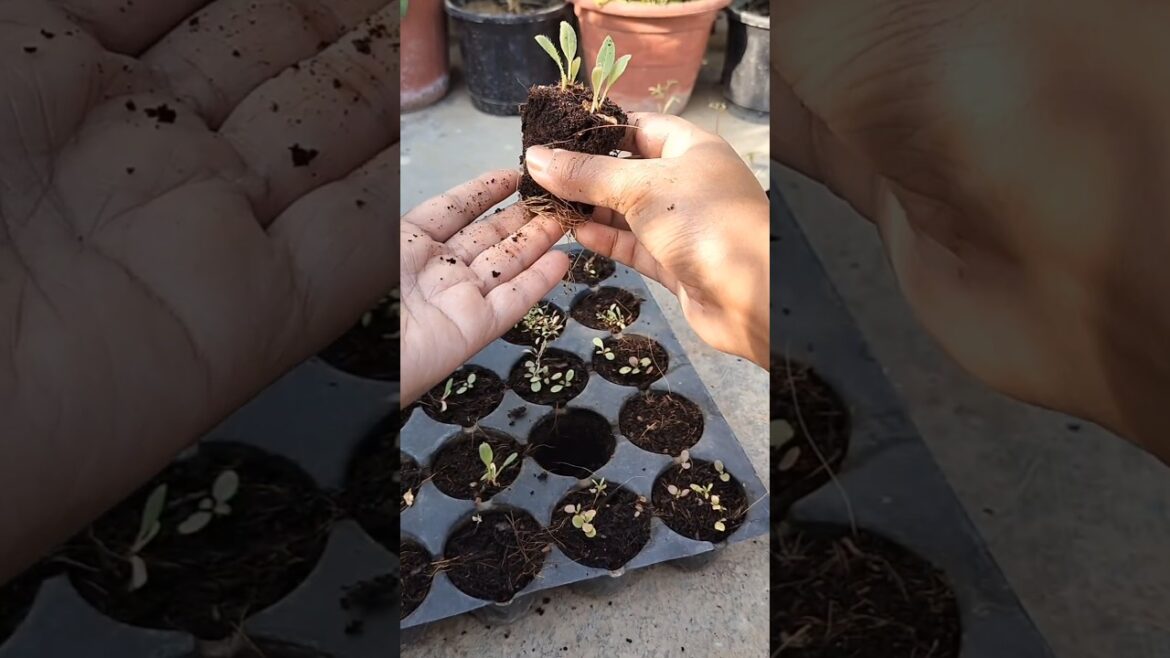 I Repotted My Seedlings #seedling #repotting I Repotted My Seedlings #seedling #repotting