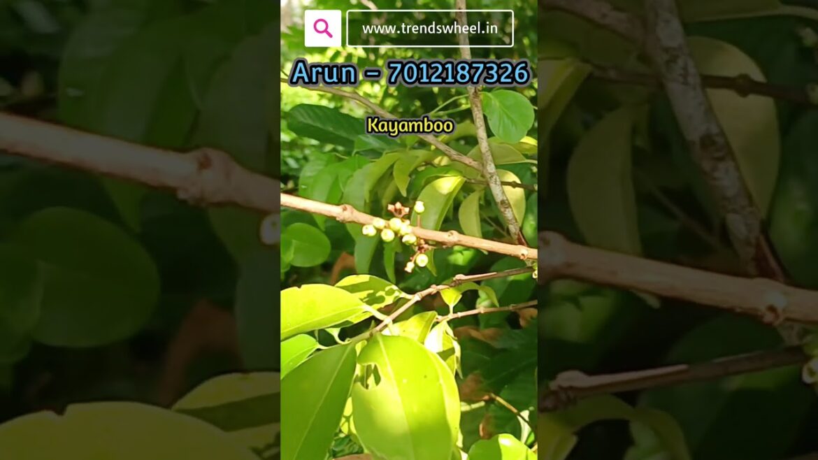 Kayamboo plant online Trends Wheel shorts #plantsonline #gardening #kayamboo