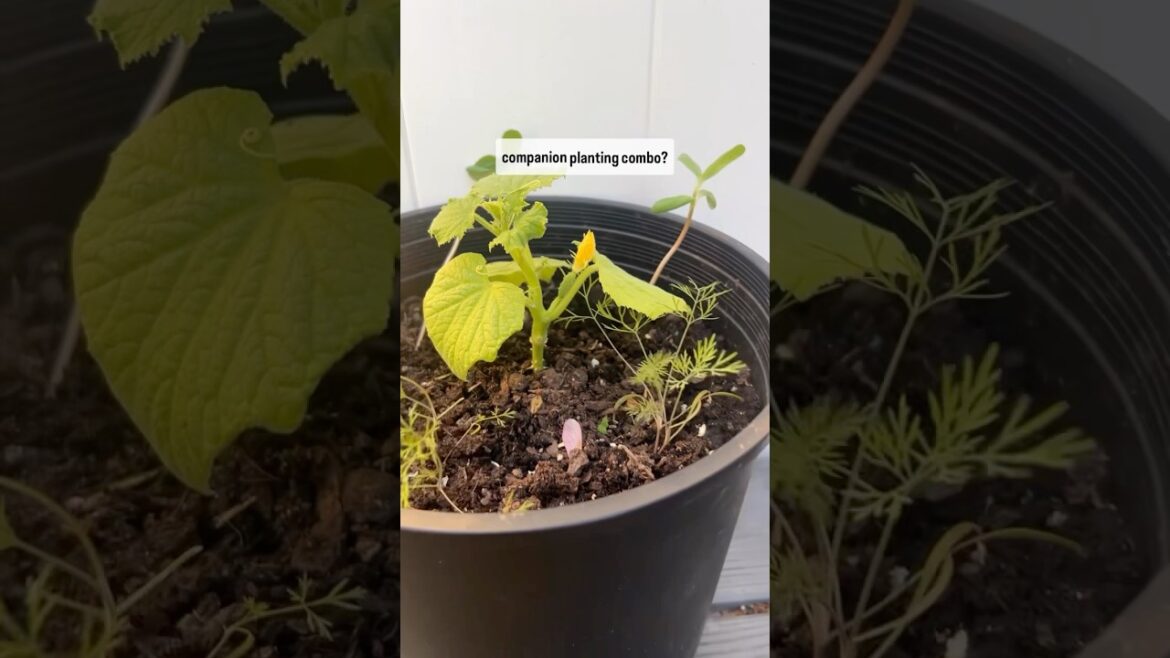 Companion plants for cucumbers #gardeningtips #growyourownfood