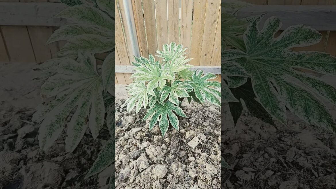 Rare plant, Spider Web Japanese Aralia for my future garden.