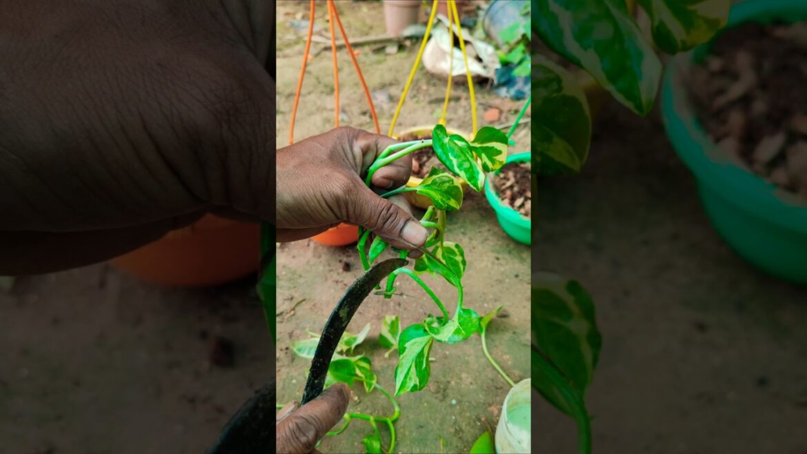 Works Every Time: Nursery Secret for 100% Rooting Success Marble Queen Money Plant #shorts