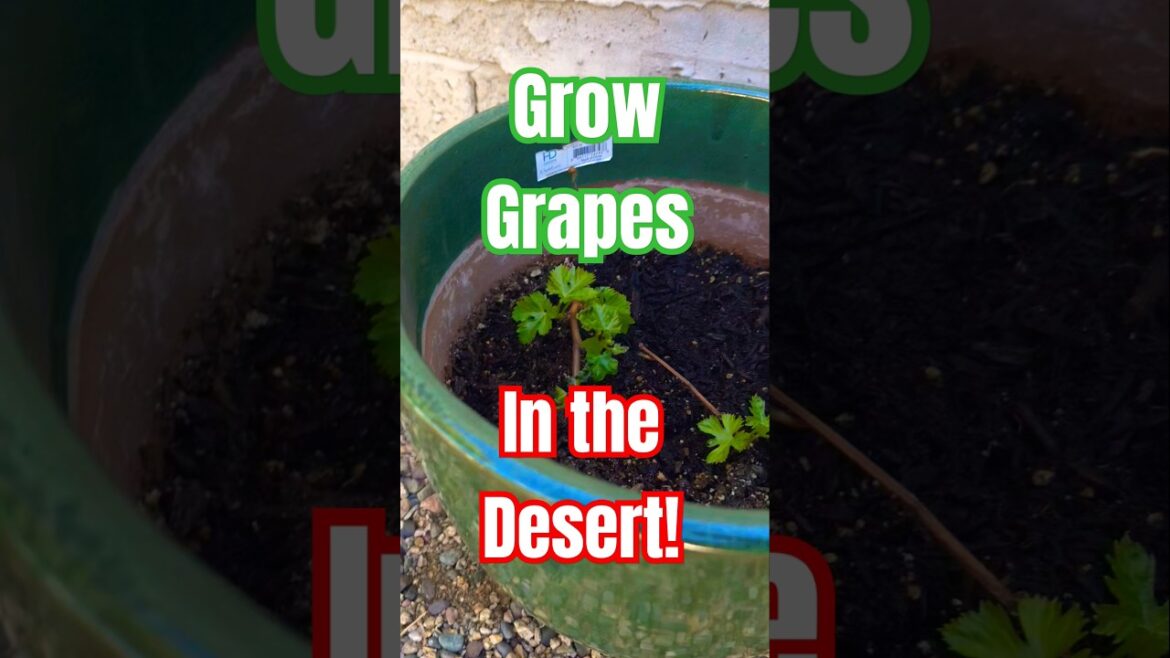 Grapes in the Desert? Yes! #grape #gardening #vegetablegardening