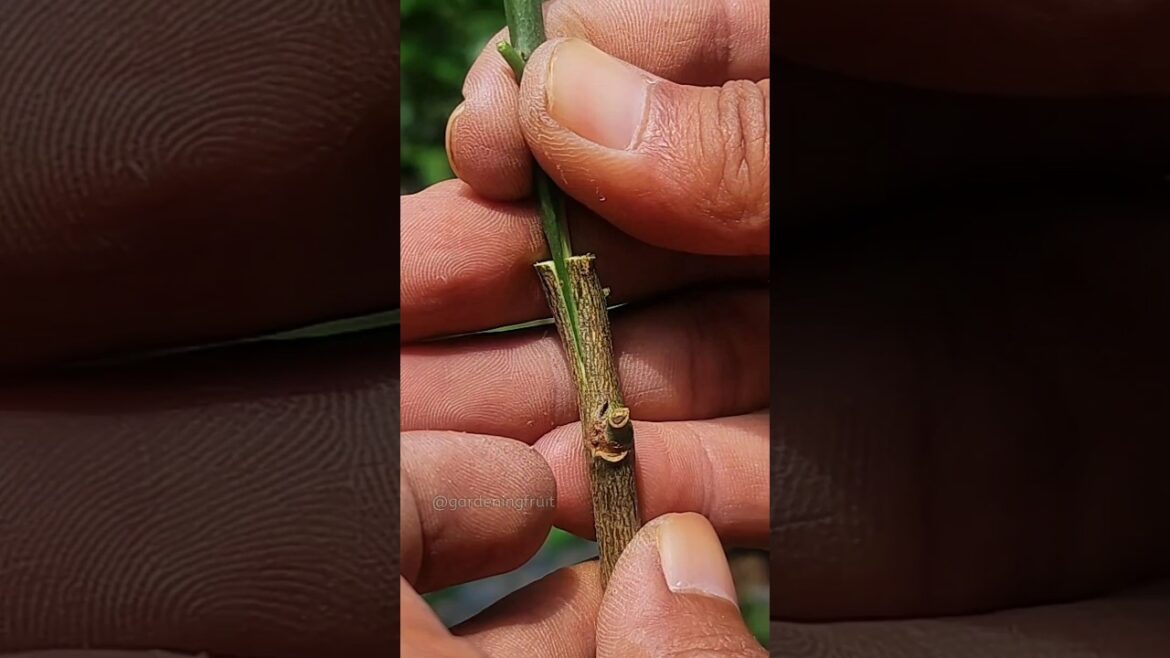 Choose rootstock for grafting citrus #gardentips #graftingtechniques