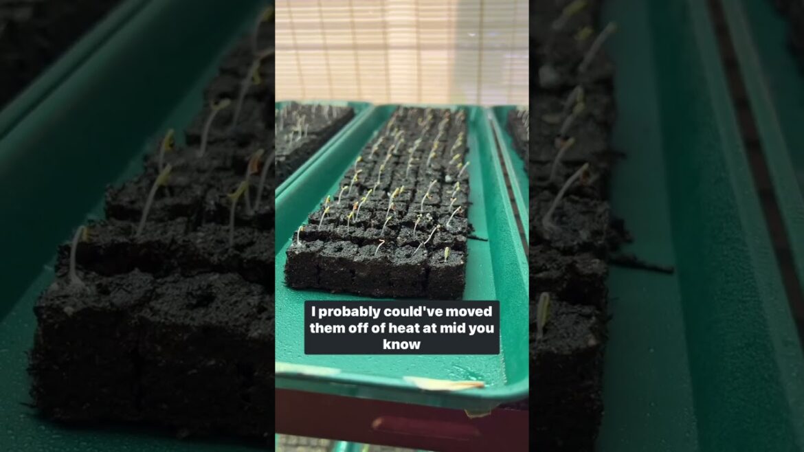 Essential seed starting tools: Seedling heat mat Essential seed starting tools: Seedling heat mat