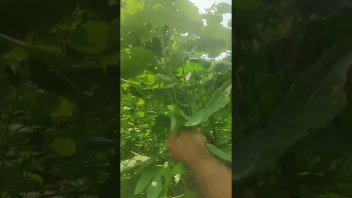 Harvesting Greens-Indian Mallow/Abutilon Indicum/Thuthi Keerai/ துத்திக்கீரை அறுவடை – an edible herb Harvesting Greens-Indian Mallow/Abutilon Indicum/Thuthi Keerai/ துத்திக்கீரை அறுவடை - an edible herb