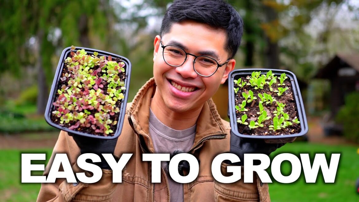 Vegetable Gardening Hacks: Lettuce, Tomato, Pepper Seedlings