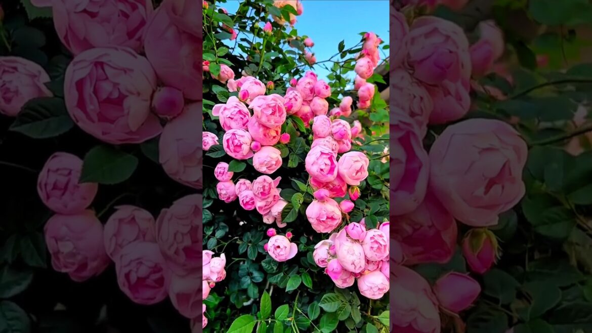 Harvesting super rose flowers||Home gardening#rose#flowers#shorts#trendingshorts#youtubeshorts#love