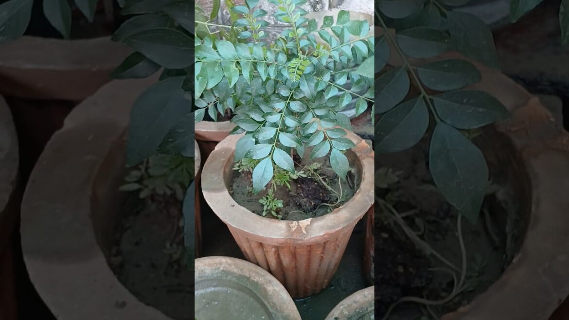 my garden in very some plans #gardening #viralvideo #namesns