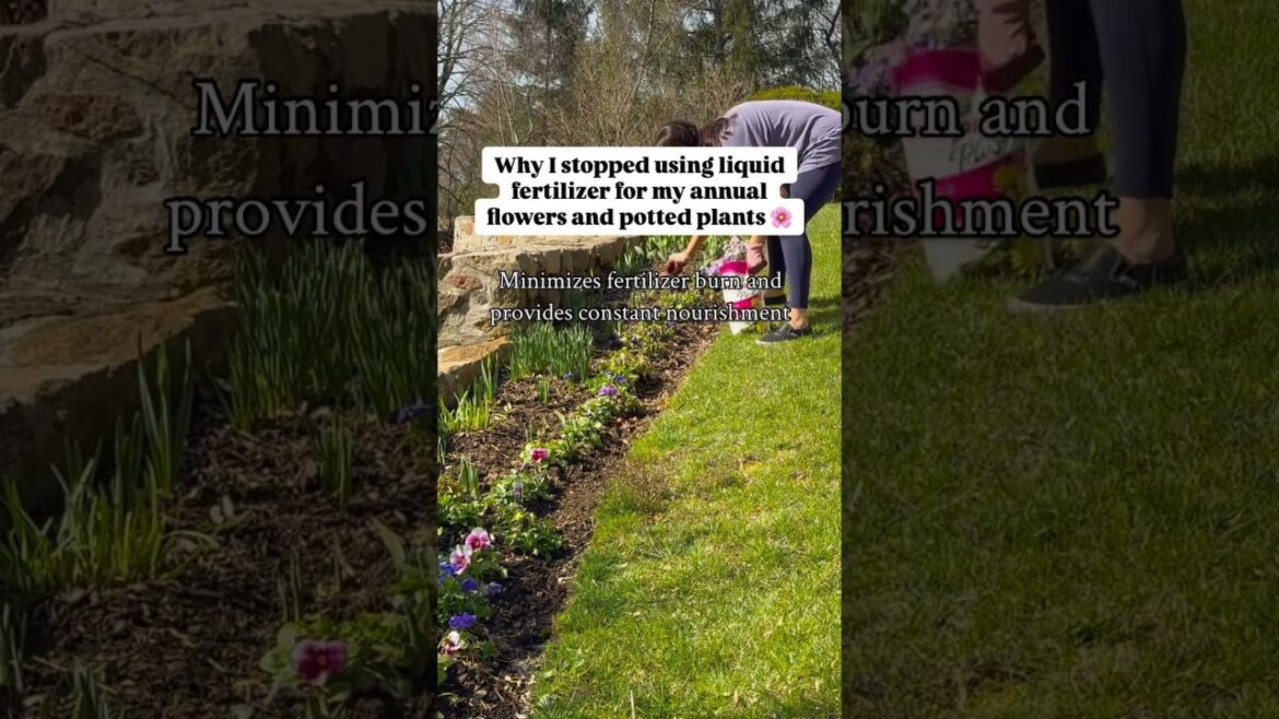 Why I stopped using liquid fertilizer for my annual flowers & potted plants