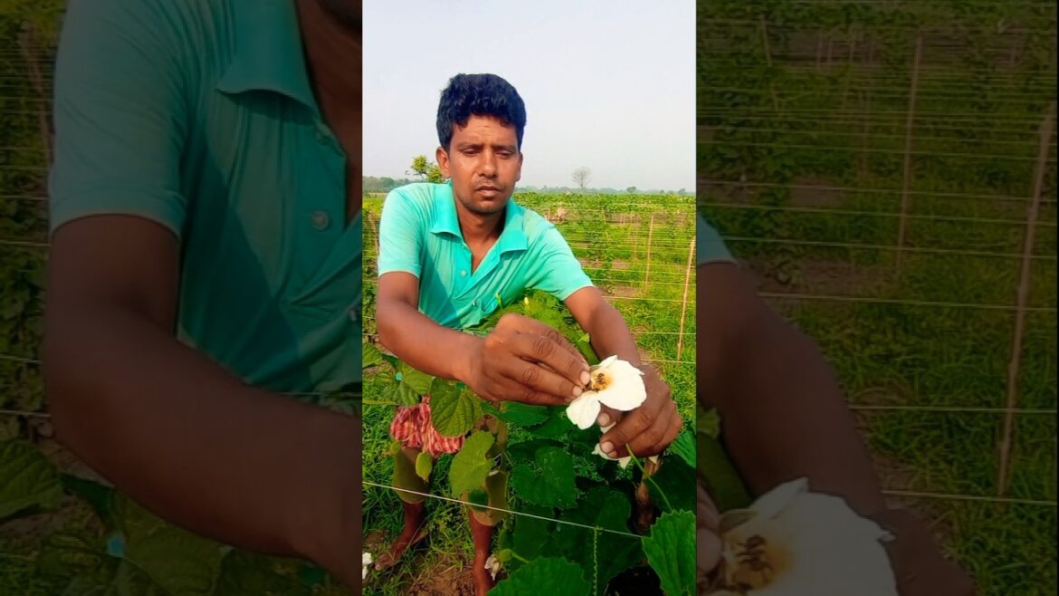 Manual Pollination of Spine Gourd (Teasle Gourd/ Kakrol)– Simple & Effective #shorts
