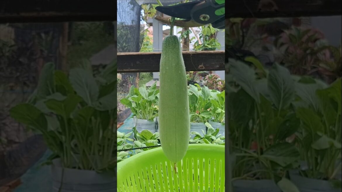 Fast growing cucumber plants