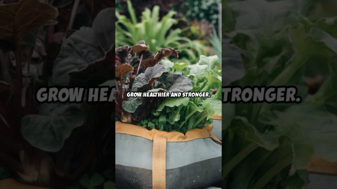 Reinvent Your Container Garden With Fabric Grow Bags! #GardeningTips #ContainerGardening