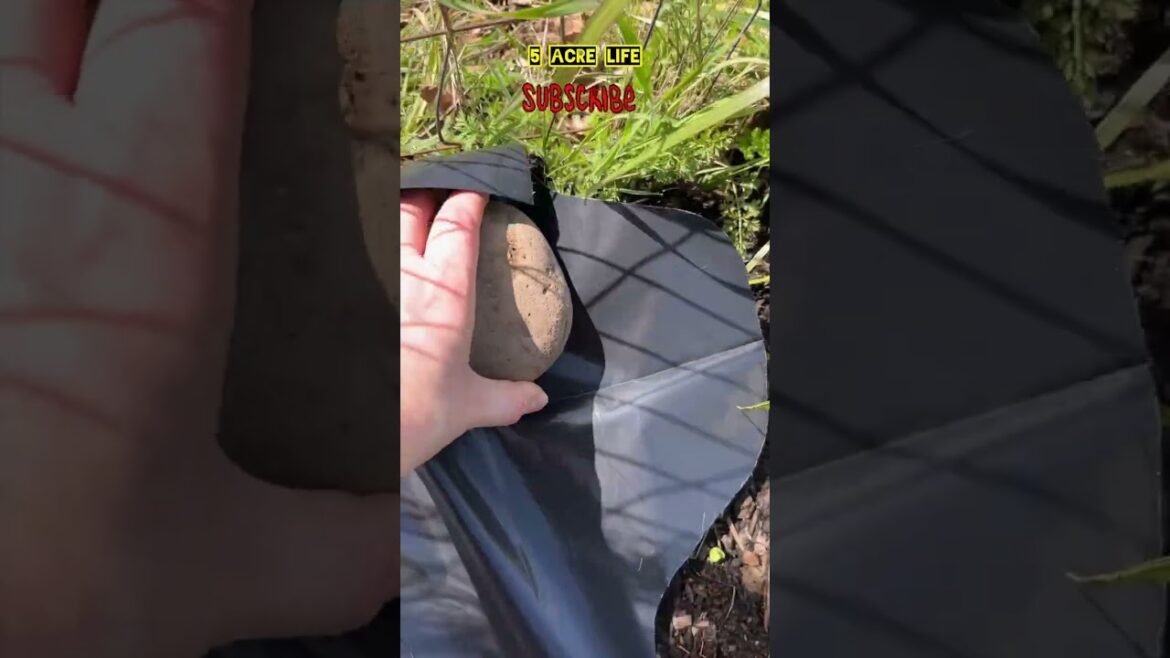 Get rid of weeds & grass #garden #gardeningadvice #foryou #gardeningtips #plants #shorts #shortfeed Get rid of weeds & grass #garden #gardeningadvice #foryou #gardeningtips #plants #shorts #shortfeed