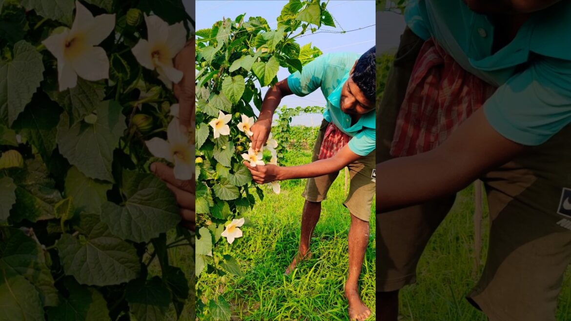 How Farmers Hand-Pollinate  Spiny Gourd (কাকরোল) for Better Harvest #shorts