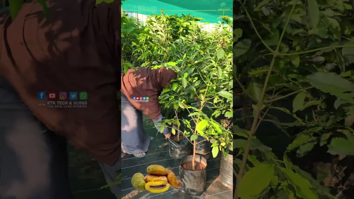 ദൈവം നൽകിയ മധുര കനി ഒലോസപോ പഴം/Olosapo Fruit | Puthanathani KarshikaNursery Malappuram ദൈവം നൽകിയ മധുര കനി ഒലോസപോ പഴം/Olosapo Fruit | Puthanathani KarshikaNursery Malappuram