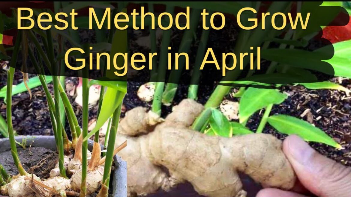 How to grow Ginger at home in pots || Vegetable gardening for beginners@BackyardGardeningbySwati