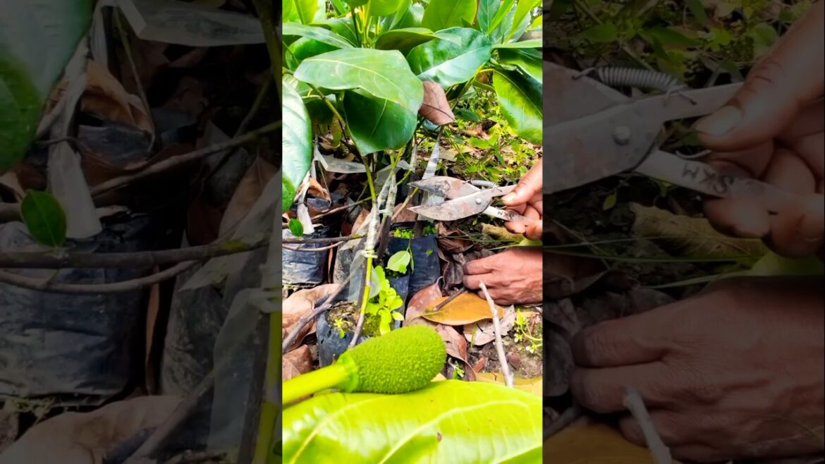 How I Grafted Pink Jackfruit from the Mother Plant 🍈✅ #shorts How I Grafted Pink Jackfruit from the Mother Plant 🍈✅ #shorts
